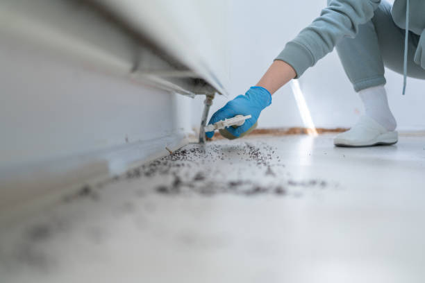 Best Wasp Removal Services  in Pandora, OH